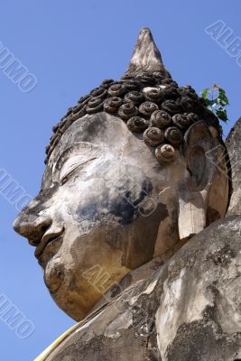 Buddha`s head