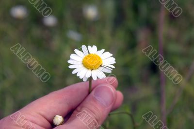 camomile in hand