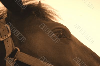 Horse