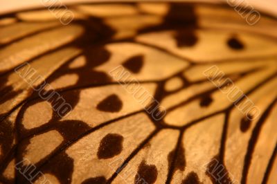 Elements of nature