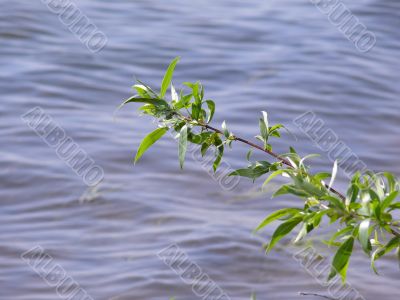 branch and water
