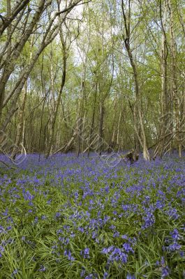 Bluebell