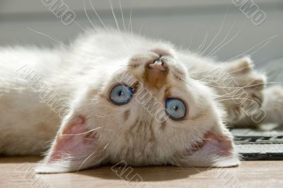 Kitten