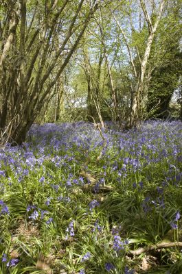 Bluebell
