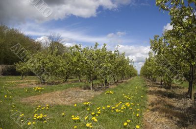 Apple orchard