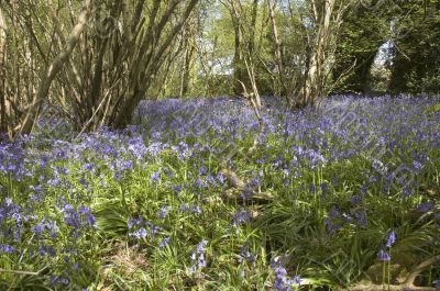 Bluebell