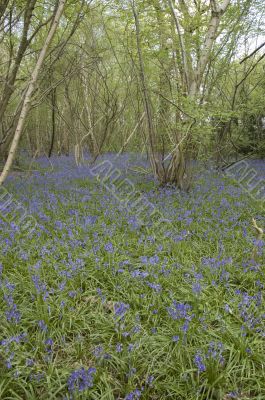 Bluebell