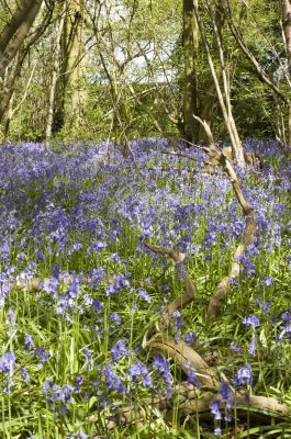 Bluebell