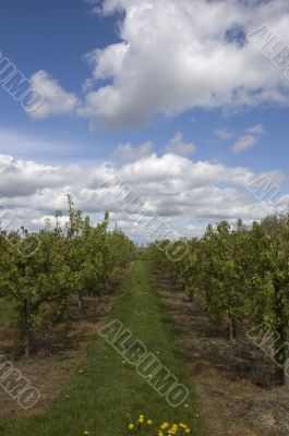 Apple orchard