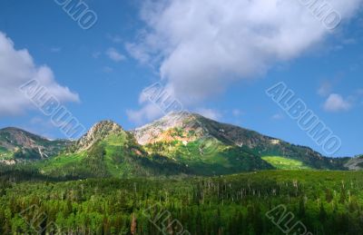 Mountain Meadow