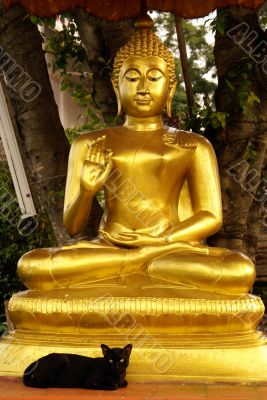 Buddha and black cat