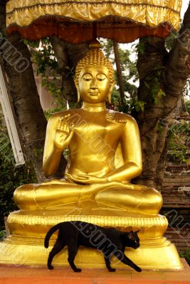Buddha and cat