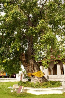 Bodhi tree in Ayuthaya