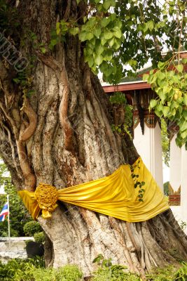Bodhi tree and temple