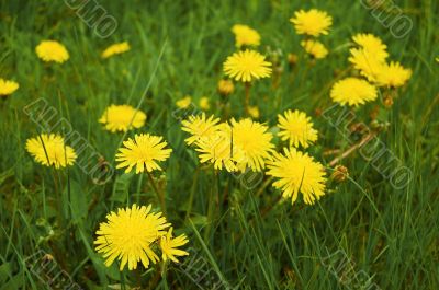 Dandelions