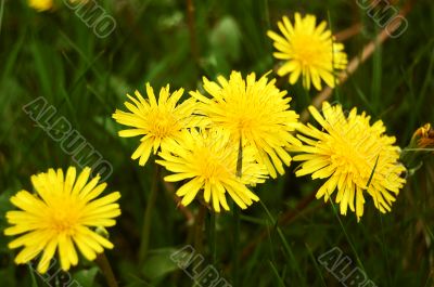 Dandelions