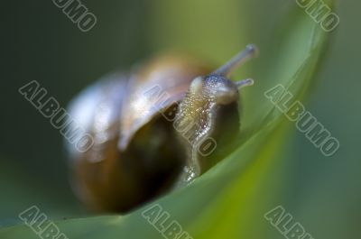 macro of snail on leaf