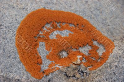 Lichen on a rock