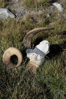 Mountain ram skull