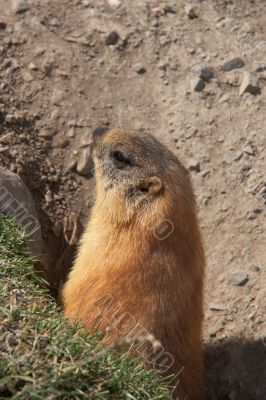 Marmot