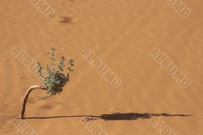 Desert bonsai