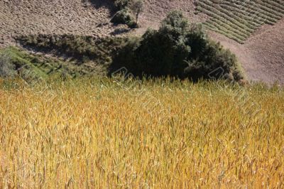 Wheat field