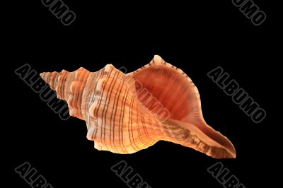 Sea shell