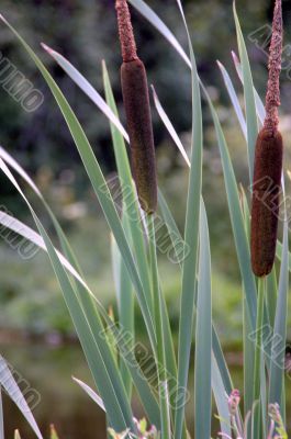 reed near a pond