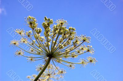 dill in summer day