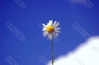 camomile flower