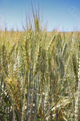 Summer wheat