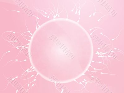 Egg fertilization illustration