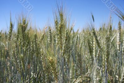 Summer wheat