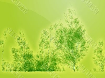 Birch trees illustration