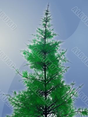 Pine tree illustration