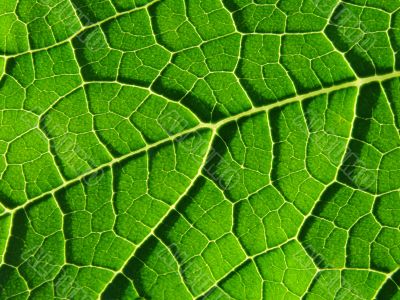 leaf texture