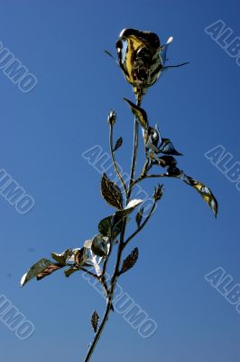 Silver rose against blue sky.