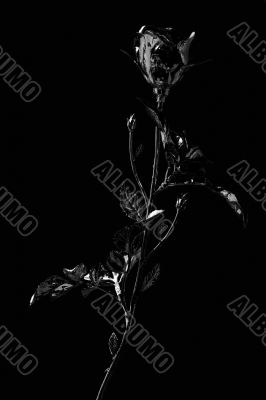 Silver rose against a black background.