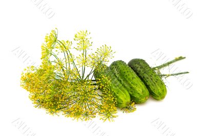 Cucumbers and dill isolated on a whiteground.