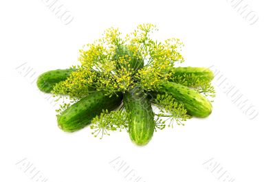 Cucumbers and dill isolated on a whiteground.