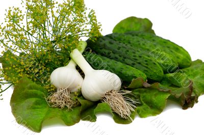 Cucumbers,lettuce,dill,ga rlic isolated ..