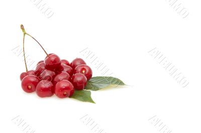 Cherries isolated on a whiteground.