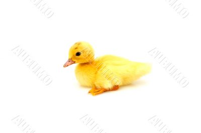 One duckling