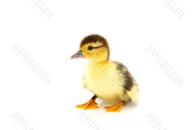 One duckling isolated on a whiteground.