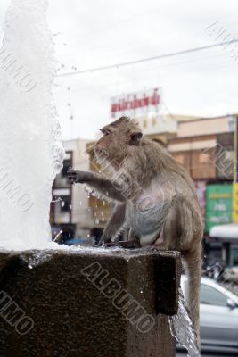 Monkey and water