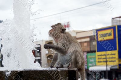 Monkey and fountain