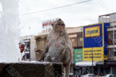 Fountaion and monkey