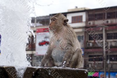 Monkey and fountain