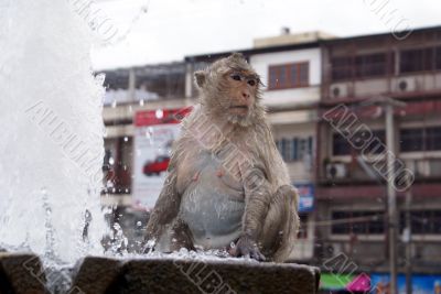 Wet monkey