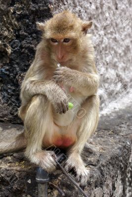 Eating monkey